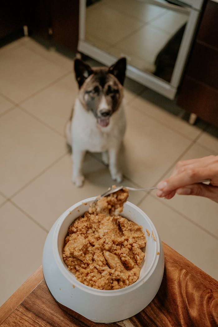 A dog eagerly waiting for a homemade meal to be served in the kitchen.